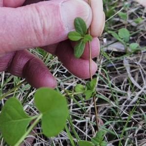 Lonicera japonica at Belconnen, ACT - 18 Oct 2023