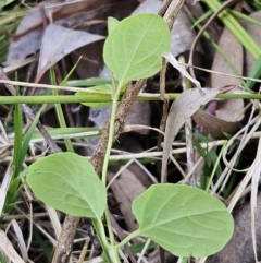 Lonicera japonica at Belconnen, ACT - 18 Oct 2023