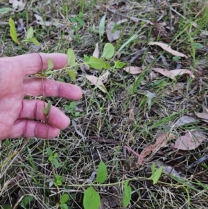 Lonicera japonica at Belconnen, ACT - 18 Oct 2023