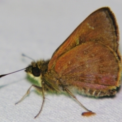 Ocybadistes walkeri at Sheldon, QLD - 25 Oct 2007 by PJH123