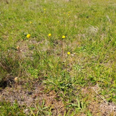 Craspedia variabilis (Common Billy Buttons) at Wanniassa Hill - 19 Oct 2023 by LPadg