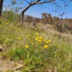 Leptorhynchos squamatus subsp. squamatus (Scaly Buttons) at Tuggeranong, ACT - 19 Oct 2023 by LPadg