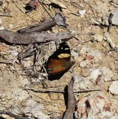 Vanessa itea (Yellow Admiral) at Captains Flat, NSW - 19 Oct 2023 by Csteele4