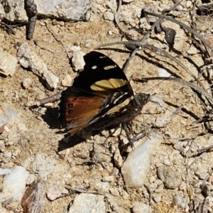 Vanessa itea at Captains Flat, NSW - 19 Oct 2023