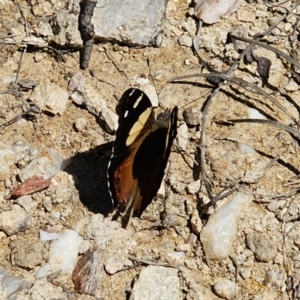 Vanessa itea at Captains Flat, NSW - 19 Oct 2023