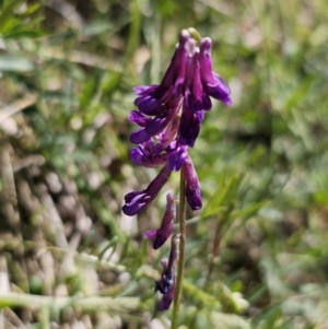 Vicia villosa subsp. eriocarpa at Captains Flat, NSW - 19 Oct 2023