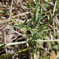 Vicia villosa subsp. eriocarpa at Captains Flat, NSW - 19 Oct 2023 11:27 AM