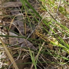 Lomandra filiformis subsp. coriacea at Belconnen, ACT - 18 Oct 2023 03:29 PM