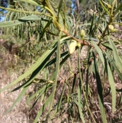 Eremophila longifolia (Weeping Emubush) at Mitchell, QLD - 24 Aug 2022 by LyndalT