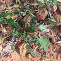 Goodenia sp. at Sommariva, QLD - 27 Aug 2022 by LyndalT