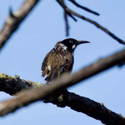 Phylidonyris novaehollandiae (New Holland Honeyeater) at Bungonia, NSW - 1 Oct 2023 by KorinneM