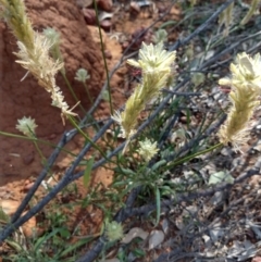 Unidentified Other Wildflower or Herb at Sommariva, QLD - 27 Aug 2022 by LyndalT