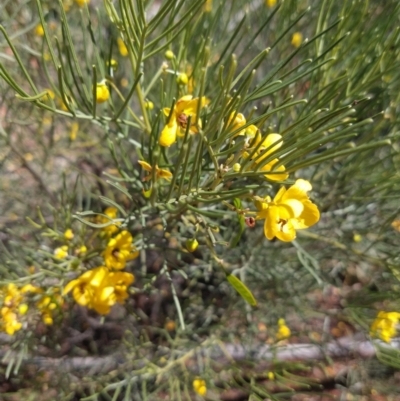 Senna artemisioides (Silver Senna, Silver Cassia) at Charleville, QLD - 27 Aug 2022 by LyndalT