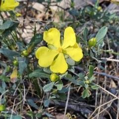 Hibbertia obtusifolia (Grey Guinea-flower) at The Pinnacle - 18 Oct 2023 by sangio7