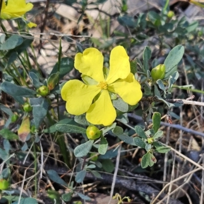 Hibbertia obtusifolia (Grey Guinea-flower) at Belconnen, ACT - 18 Oct 2023 by sangio7