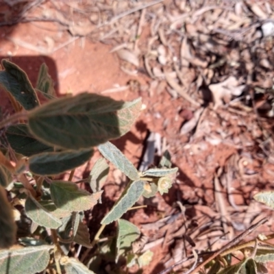 Sida sp. at Charleville, QLD - 27 Aug 2022 by LyndalT