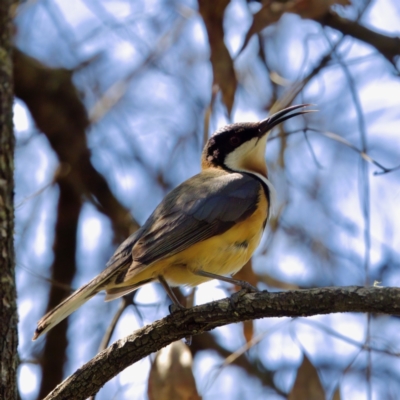 Acanthorhynchus tenuirostris (Eastern Spinebill) at Bungonia, NSW - 1 Oct 2023 by KorinneM