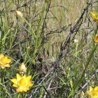 Xerochrysum viscosum (Sticky Everlasting) at The Pinnacle - 18 Oct 2023 by sangio7