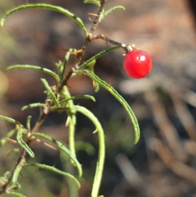 Unidentified Other Shrub at Charleville, QLD - 27 Aug 2022 by LyndalT