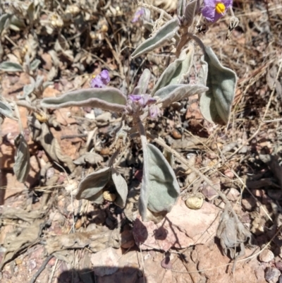 Unidentified Other Shrub at Quilpie, QLD - 28 Aug 2022 by LyndalT