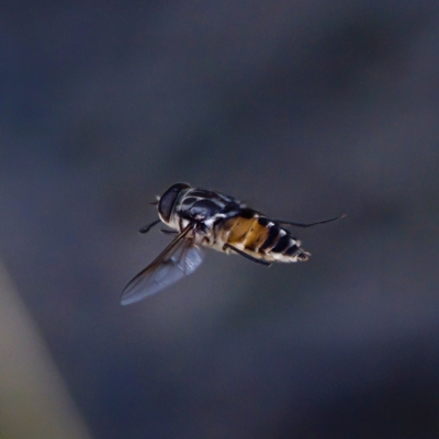 Trichophthalma sp. (genus) at Bungonia State Conservation Area - 1 Oct 2023 by KorinneM