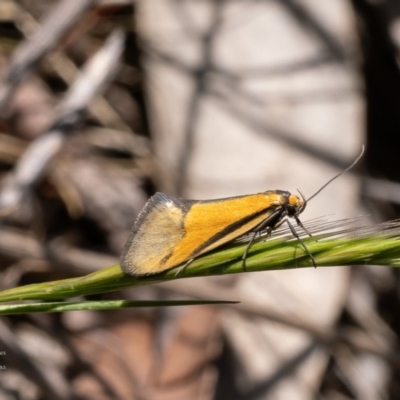 Philobota undescribed species near arabella (A concealer moth) at Belconnen, ACT - 19 Oct 2023 by Roger