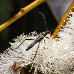 Oroderes humeralis (A longhorn beetle) at Aranda Bushland - 18 Oct 2023 by Roger
