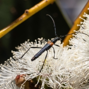 Oroderes humeralis at Belconnen, ACT - 19 Oct 2023