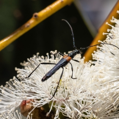 Oroderes humeralis (A longhorn beetle) at Belconnen, ACT - 18 Oct 2023 by Roger