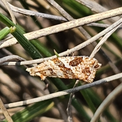 Epitymbia isoscelana (A Tortricid moth (Tortricinae)) at Captains Flat, NSW - 19 Oct 2023 by Csteele4