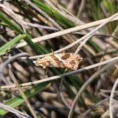 Epitymbia isoscelana at Captains Flat, NSW - 19 Oct 2023 11:36 AM