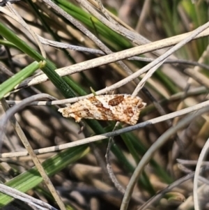 Epitymbia isoscelana at Captains Flat, NSW - 19 Oct 2023