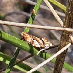 Epitymbia isoscelana at Captains Flat, NSW - 19 Oct 2023 11:36 AM