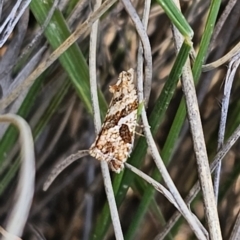 Epitymbia isoscelana at Captains Flat, NSW - 19 Oct 2023 11:36 AM