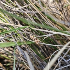 Epitymbia isoscelana at Captains Flat, NSW - 19 Oct 2023 11:36 AM