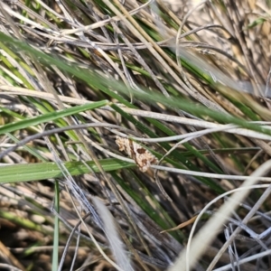 Epitymbia isoscelana at Captains Flat, NSW - 19 Oct 2023 11:36 AM
