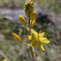 Bulbine bulbosa at Gungahlin, ACT - 19 Oct 2023