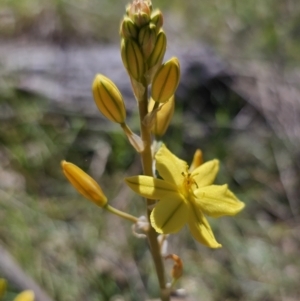 Bulbine bulbosa at Gungahlin, ACT - 19 Oct 2023