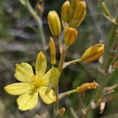 Bulbine bulbosa at Gungahlin, ACT - 19 Oct 2023