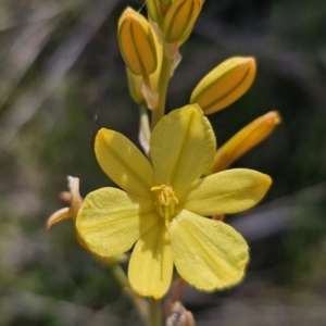 Bulbine bulbosa at Gungahlin, ACT - 19 Oct 2023