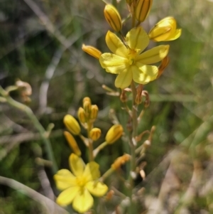 Bulbine bulbosa at Gungahlin, ACT - 19 Oct 2023 02:13 PM