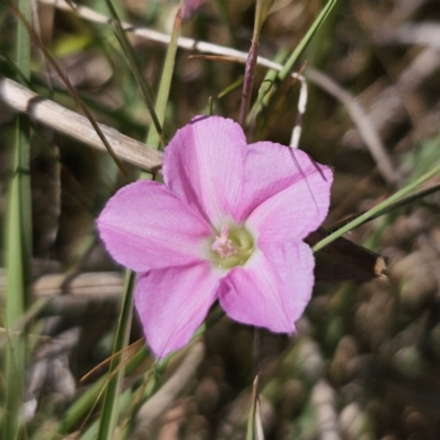 Convolvulus angustissimus subsp. angustissimus (Australian Bindweed) at Goorooyarroo NR (ACT) - 19 Oct 2023 by Csteele4