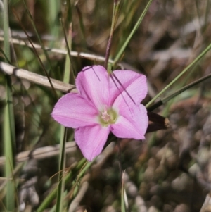 Convolvulus angustissimus subsp. angustissimus at Gungahlin, ACT - 19 Oct 2023