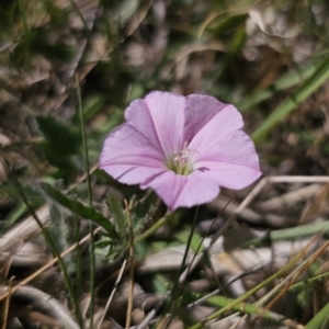 Convolvulus angustissimus subsp. angustissimus at Gungahlin, ACT - 19 Oct 2023