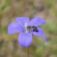 Lasioglossum (Chilalictus) sp. (genus & subgenus) (Halictid bee) at Gungahlin, ACT - 19 Oct 2023 by Csteele4