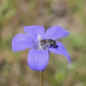 Lasioglossum (Chilalictus) sp. (genus & subgenus) at Gungahlin, ACT - 19 Oct 2023