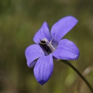 Lasioglossum (Chilalictus) sp. (genus & subgenus) at Gungahlin, ACT - 19 Oct 2023