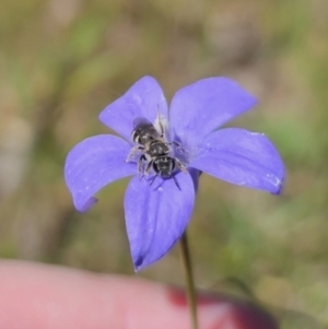 Lasioglossum (Chilalictus) sp. (genus & subgenus) at Gungahlin, ACT - 19 Oct 2023