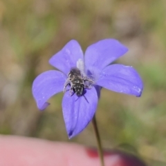 Lasioglossum (Chilalictus) sp. (genus & subgenus) at Gungahlin, ACT - 19 Oct 2023