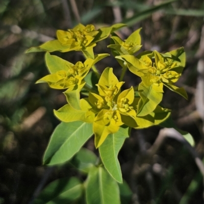 Euphorbia oblongata (Egg-leaf Spurge) at Gungahlin, ACT - 19 Oct 2023 by Csteele4